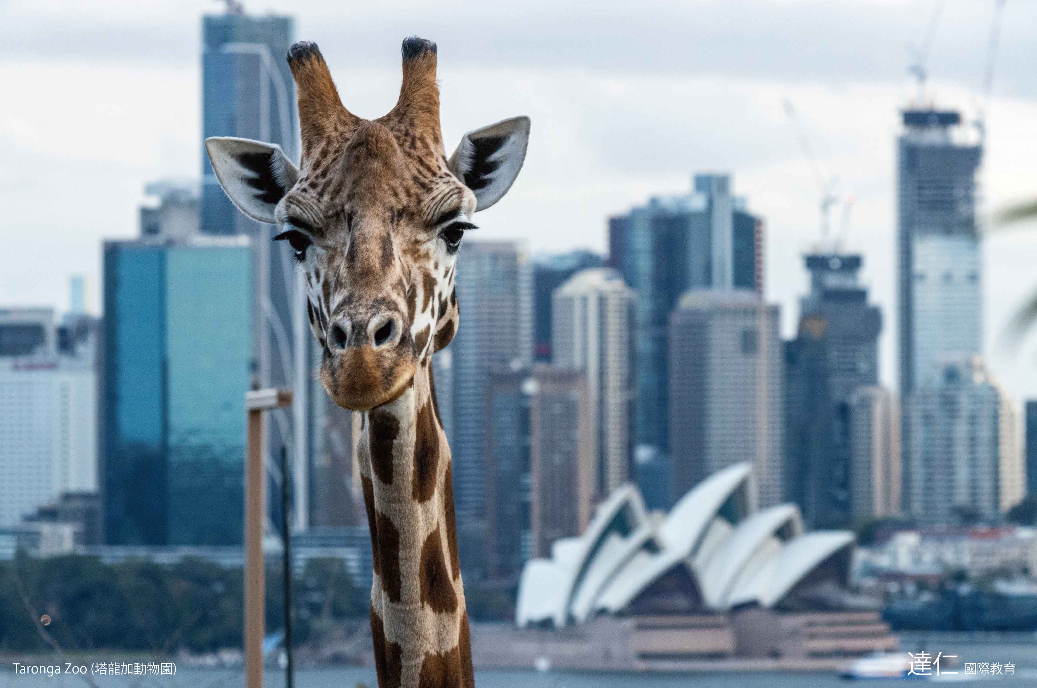 塔龍加動物園 Taronga Zoo