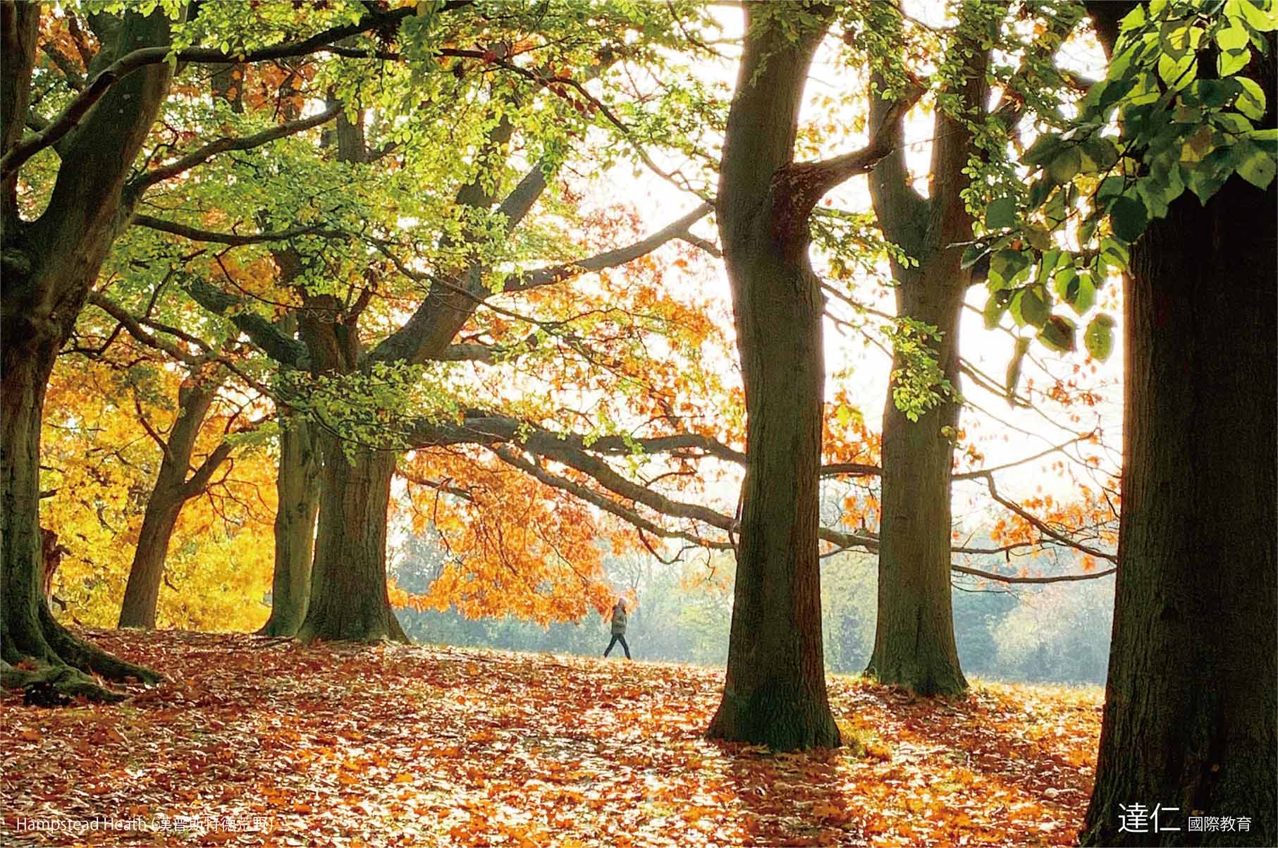 漢普斯特德荒野 Hampstead Heath