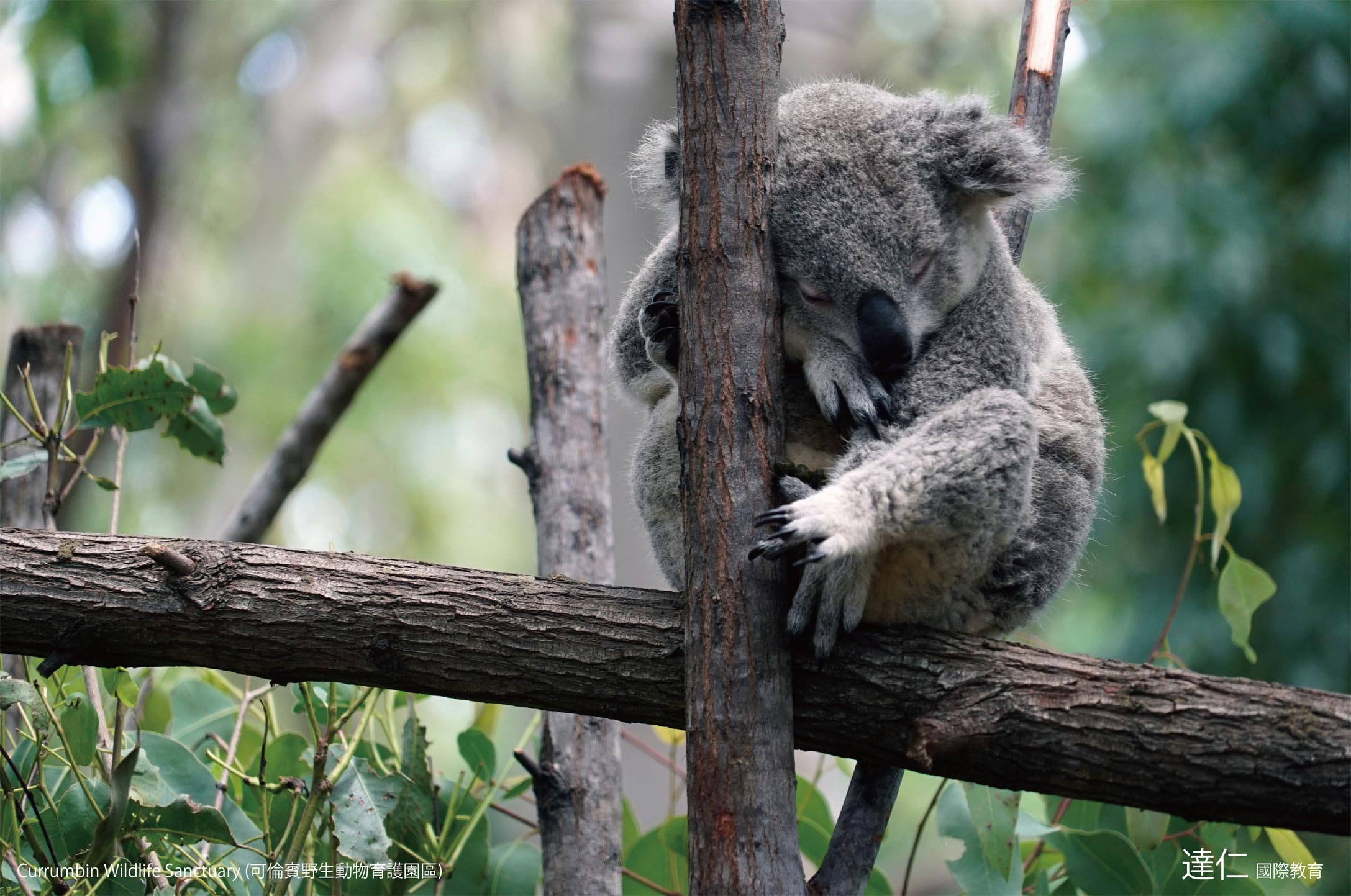 可倫賓野生動物育護園區 Currumbin Wildlife Sanctuary