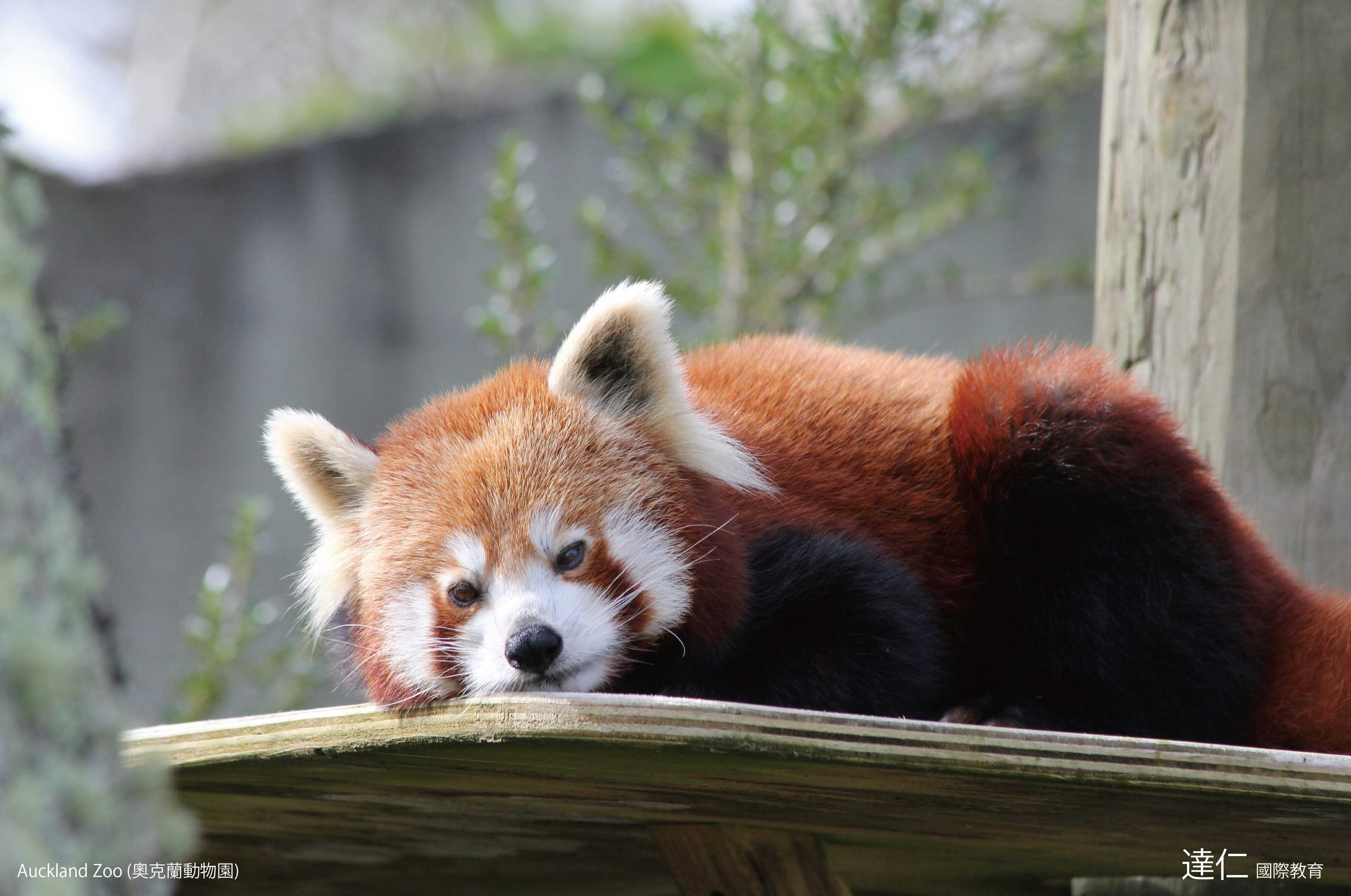 奧克蘭動物園 Auckland Zoo