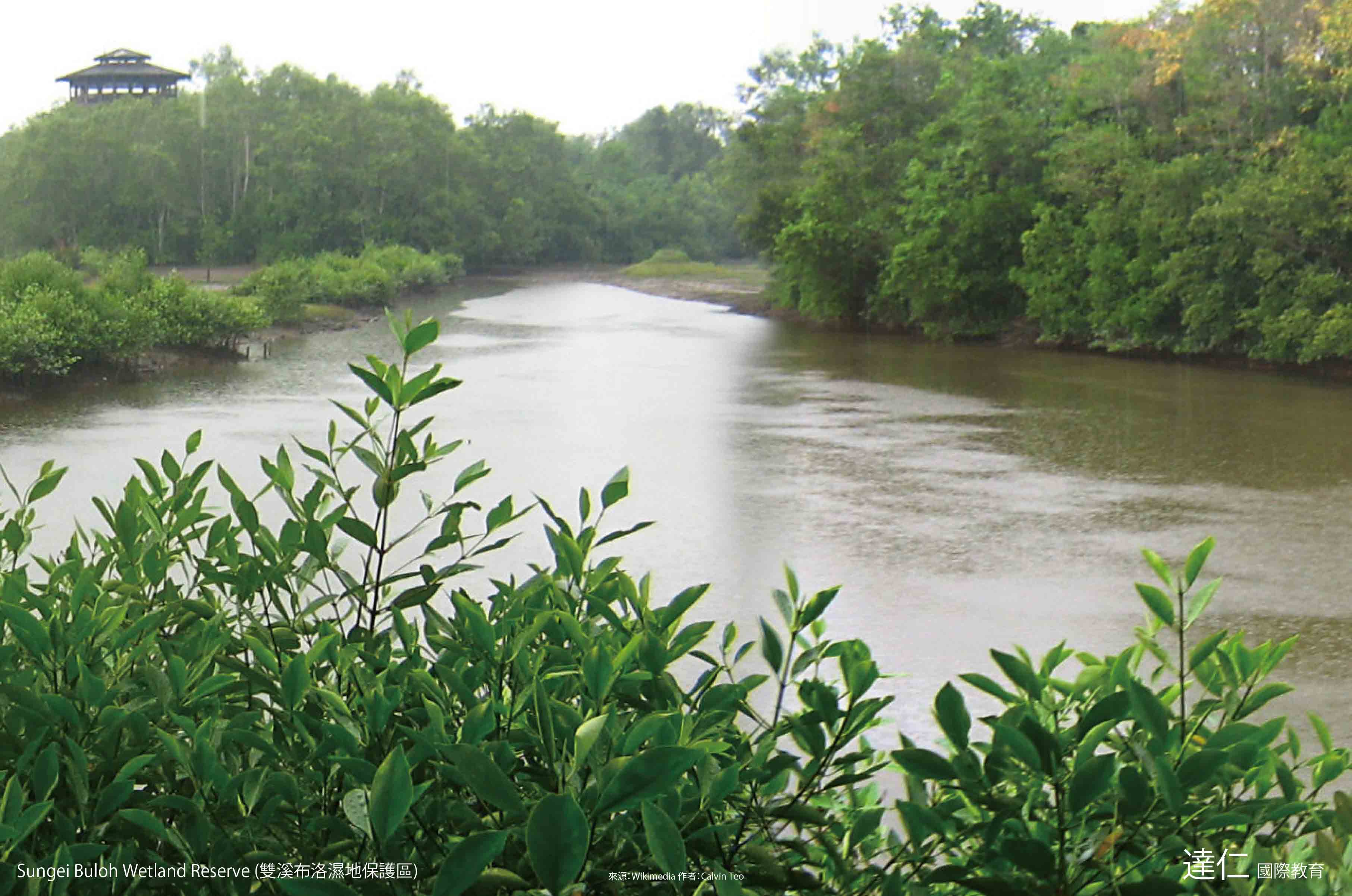雙溪布洛濕地保護區 Sungei Buloh Wetland Reserve