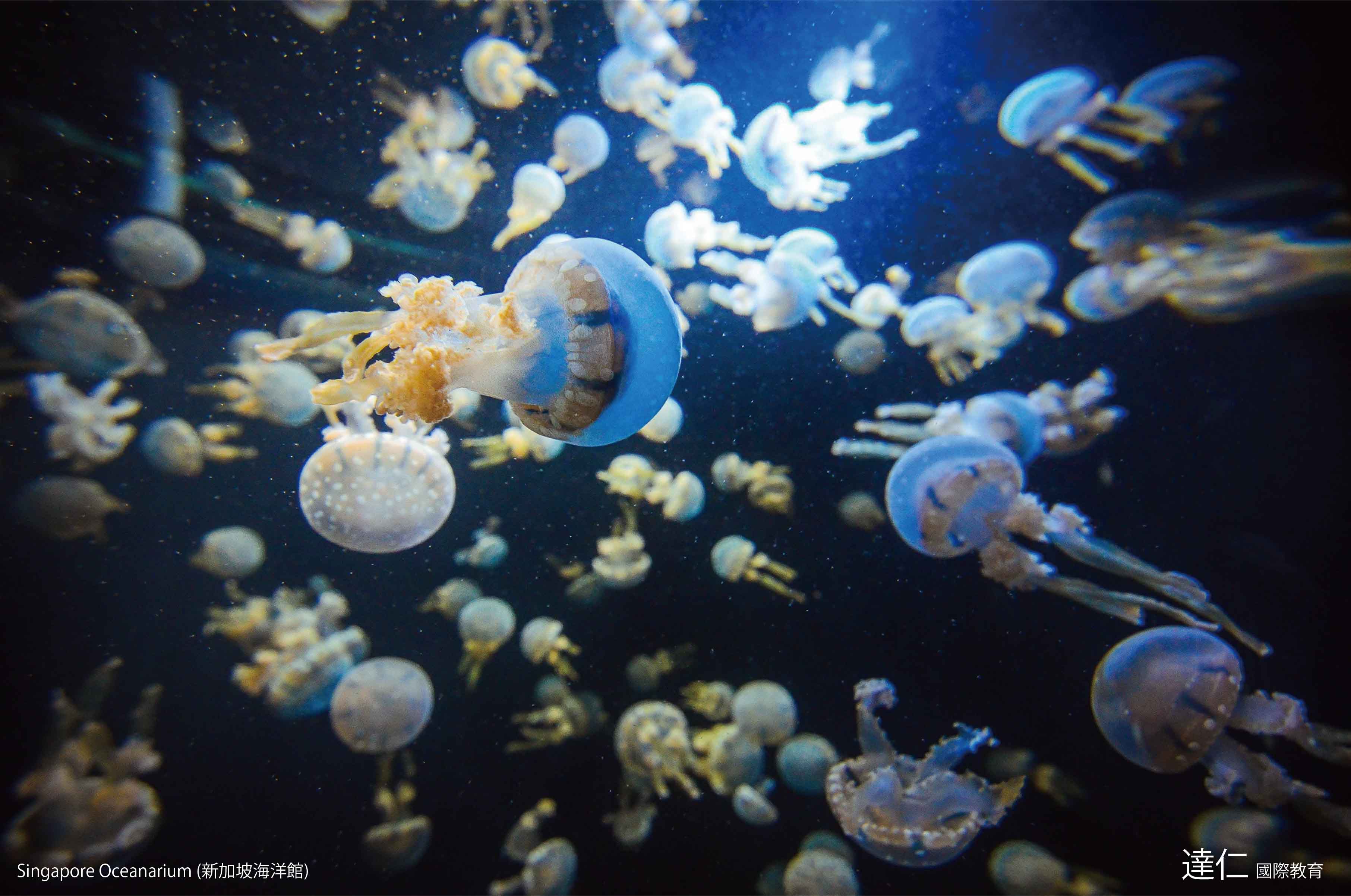 新加坡海生館 新加坡海洋館 Singapore Oceanarium