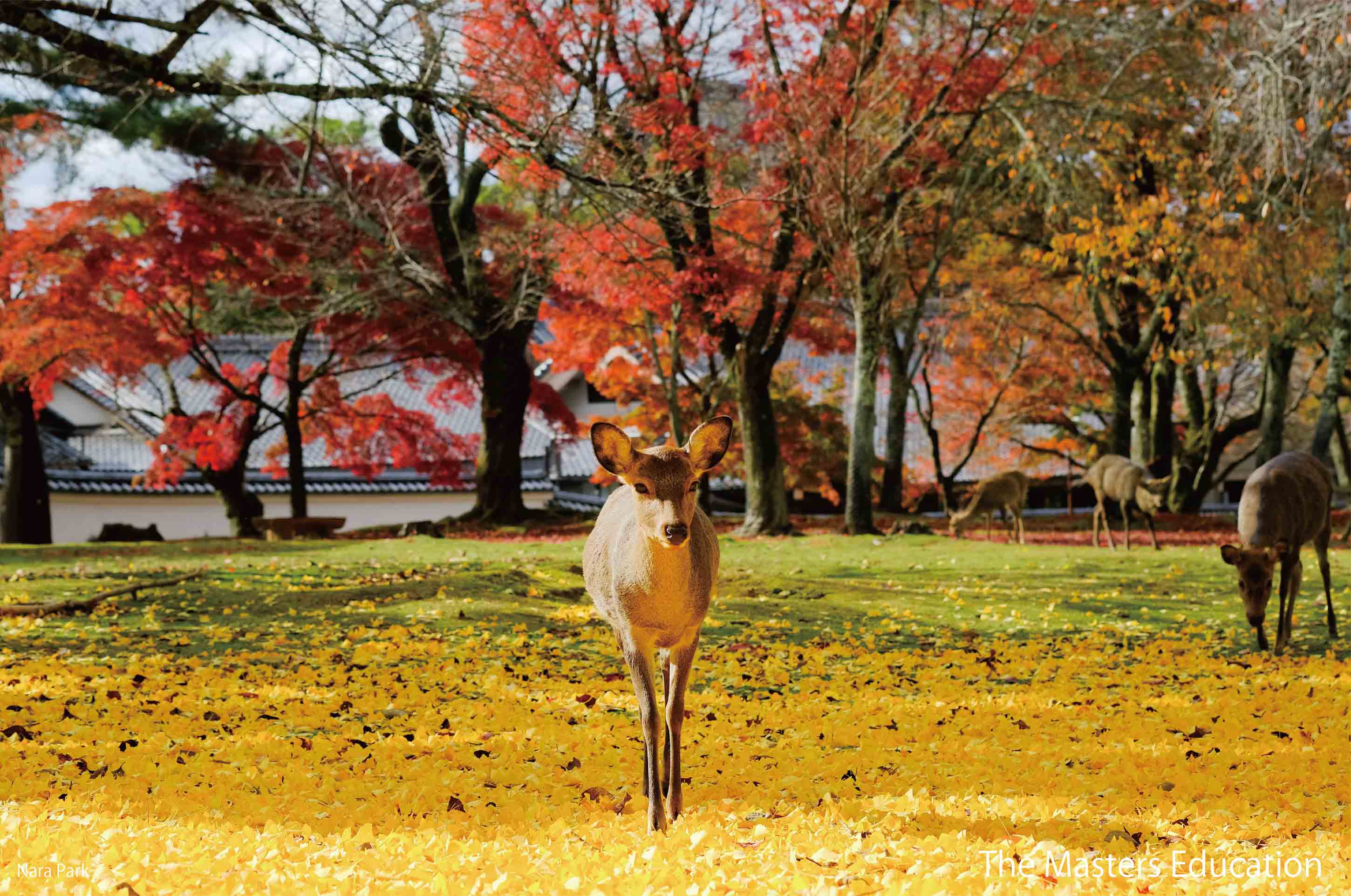 Nara_Park